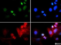 Histone H3, p Thr6, Trimethyl Lys4 Antibody - BSA Free, Novus Biologicals:Antibodies:Primary